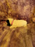 Female 1 , a female Basset Hound for sale in Jerome, ID – 2 of 4