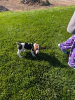 Male 2 , a male Basset Hound for sale in Jerome, ID – 5 of 6