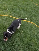 Male 2 , a male Basset Hound for sale in Jerome, ID – 6 of 10