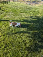 Female 3, a female Basset Hound for sale in Jerome, ID – 7 of 8