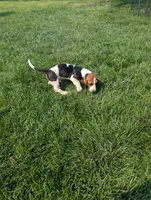 Male 2, a male Basset Hound for sale in Jerome, ID – 10 of 10