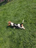 Male 2 , a male Basset Hound for sale in Jerome, ID – 7 of 9