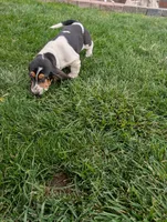 Female 2, a female Basset Hound for sale in Jerome, ID – 5 of 10