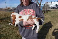 Female 1, a female Basset Hound for sale in Jerome, ID – Photo 2 of 4
