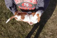 Female 1, a female Basset Hound for sale in Jerome, ID – Photo 4 of 4