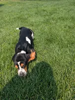 Male 6, a male Basset Hound for sale in Jerome, ID – 6 of 10