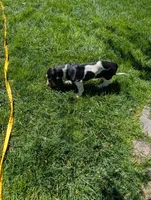 Female 2, a female Basset Hound for sale in Jerome, ID – 4 of 10