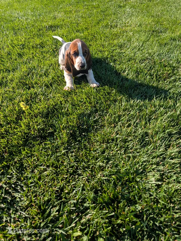Male 2  – Basset Hound puppy for sale in Jerome, ID
