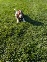 Male 2 , a male Basset Hound for sale in Jerome, ID – 1 of 6