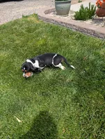 Male 2 , a male Basset Hound for sale in Jerome, ID – 6 of 8