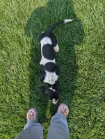 Male 7, a male Basset Hound for sale in Jerome, ID – 9 of 9
