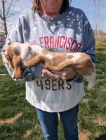 Female 3, a female Basset Hound for sale in Jerome, ID – Photo 2 of 6