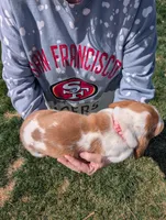 Female 3, a female Basset Hound for sale in Jerome, ID – Photo 4 of 6