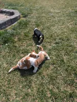 Female 3, a female Basset Hound for sale in Jerome, ID – Photo 6 of 6