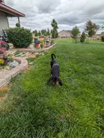 Pbf1 , a female Bloodhound for sale in Jerome, ID – 3 of 10