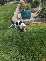 Male 4, a male Basset Hound for sale in Jerome, ID – 3 of 10