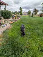 Pbf1 , a female Bloodhound for sale in Jerome, ID – 7 of 10