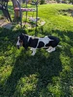 Female 2, a female Basset Hound for sale in Jerome, ID – 2 of 10