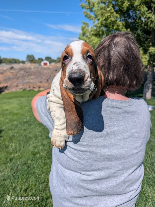 Male 4 – Basset Hound puppy for sale in Jerome, ID