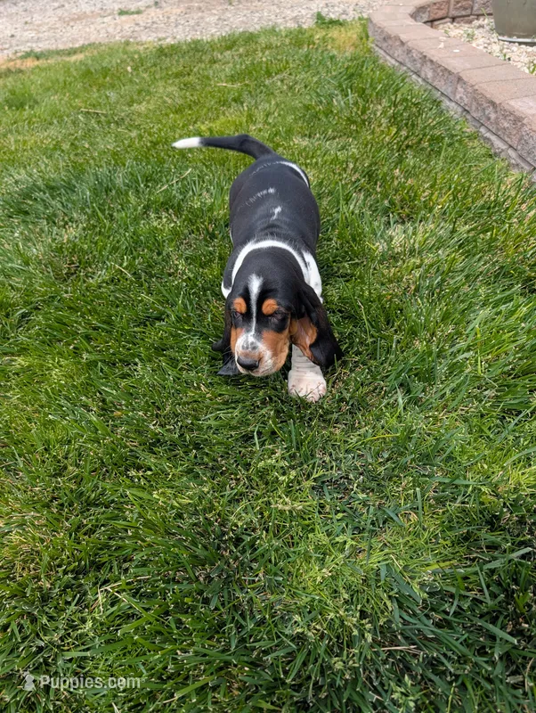 Male 2  – Basset Hound puppy for sale in Jerome, ID