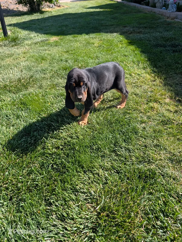 Pbf1  – Bloodhound puppy for sale in Jerome, ID