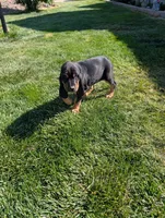 Pbf1 , a female Bloodhound for sale in Jerome, ID – 1 of 10