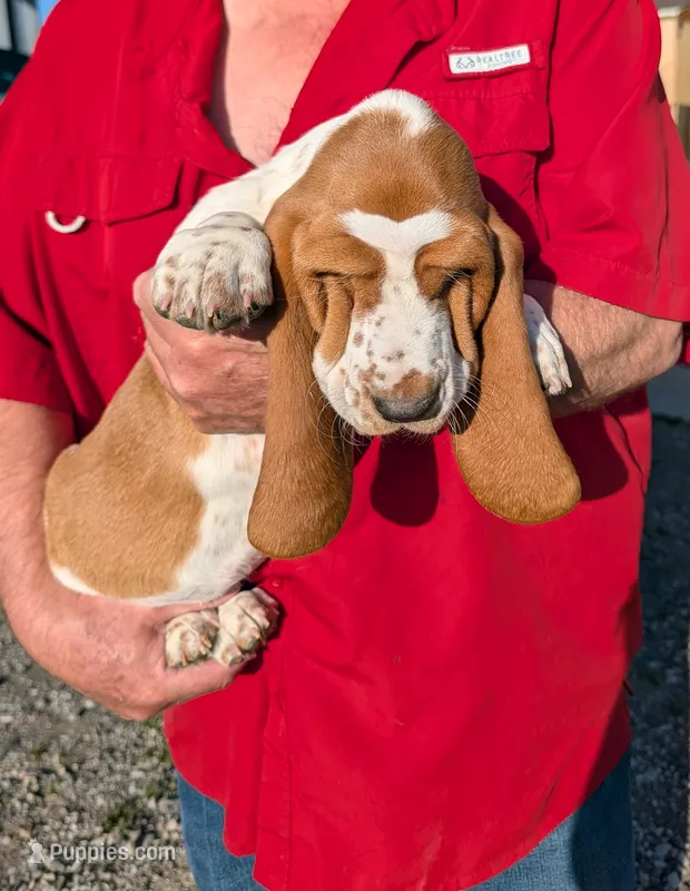 Female 3 – Basset Hound puppy for sale in Jerome, ID