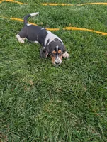 Female 2, a female Basset Hound for sale in Jerome, ID – 9 of 9