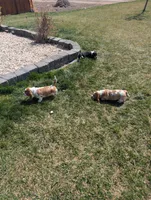 Female 1 , a female Basset Hound for sale in Jerome, ID – Photo 5 of 6