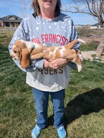 Female 1 , a female Basset Hound for sale in Jerome, ID – Photo 2 of 6