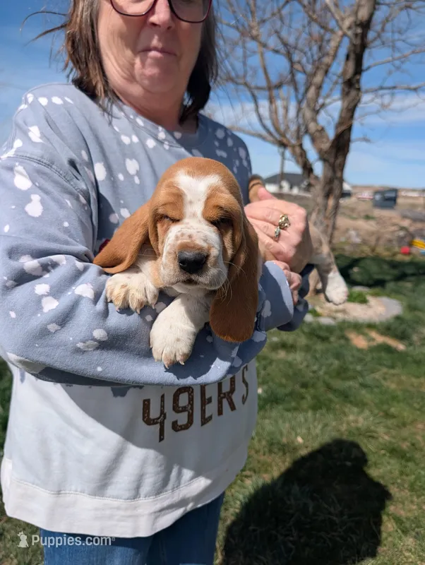 Female 1  – Basset Hound puppy for sale in Jerome, ID