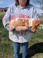 Female 1 , a female Basset Hound for sale in Jerome, ID – Photo 3 of 6
