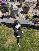 Female 2, a female Basset Hound for sale in Jerome, ID – 6 of 6