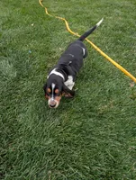 Male 2 , a male Basset Hound for sale in Jerome, ID – 3 of 10