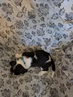 Female 2, a female Basset Hound for sale in Jerome, ID – 4 of 4