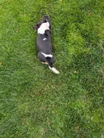 Female 2, a female Basset Hound for sale in Jerome, ID – 3 of 7