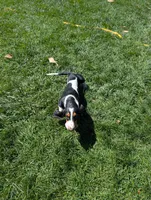 Female 2, a female Basset Hound for sale in Jerome, ID – 4 of 10