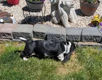 Male 2 , a male Basset Hound for sale in Jerome, ID – 2 of 7