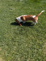 Female 3 , a female Basset Hound for sale in Jerome, ID – 7 of 10