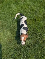Male 4, a male Basset Hound for sale in Jerome, ID – 8 of 10