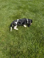 Female 2 , a female Basset Hound for sale in Jerome, ID – 3 of 10