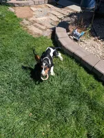 Female 2, a female Basset Hound for sale in Jerome, ID – 10 of 10