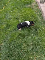 Female 1 , a female Basset Hound for sale in Jerome, ID – 7 of 9