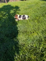 Male 4, a male Basset Hound for sale in Jerome, ID – 4 of 6