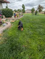 Pbf1 , a female Bloodhound for sale in Jerome, ID – 5 of 10