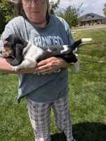 Female 2, a female Basset Hound for sale in Jerome, ID – 2 of 4