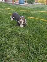 Female 2, a female Basset Hound for sale in Jerome, ID – 3 of 10