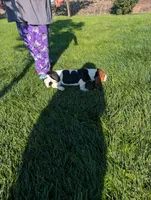 Male 2, a male Basset Hound for sale in Jerome, ID – 3 of 7