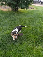 Female 2, a female Basset Hound for sale in Jerome, ID – 6 of 10