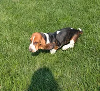 Male 1, a male Basset Hound for sale in Jerome, ID – 2 of 9